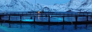 Få maksimal fiskeproduksjon med LED-belysning