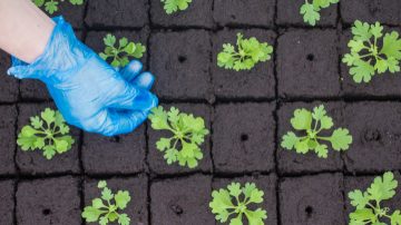 LED-forplantningslys øker suksessraten for forplantning	