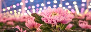 LED-vekstlys for blomsterdyrking