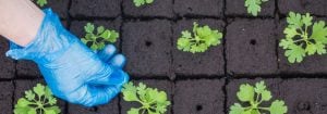 Få bedre resultater med LED-lys til forplantning