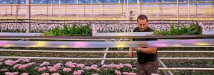 Få sterkere og mer livskraftig krysantemum med LED-vekstlys