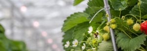 Philips GreenPower LED-blomstringslys