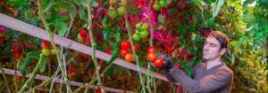 Philips GreenPower LED-mellombelysningssystem