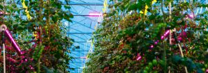 Philips GreenPower LED-overbelysning, kompakt