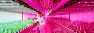 Philips-partnere for LED-vekstlys