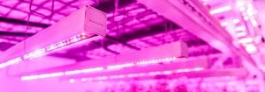 LED-lys til vertikalt jordbruk
