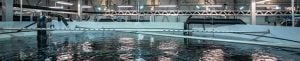 LED belysning bestemmer laksens livssyklus