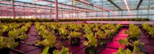 Produsent reduserer veksttiden med nesten 30 % med Philips LED-vekstlys