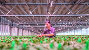 De Vreede Holland, Bleiswijk i Nederland