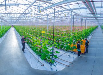 Kvalitet og produksjon med våre dyrkingsmetoder