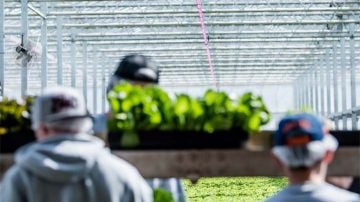 Bedplanter Florensis