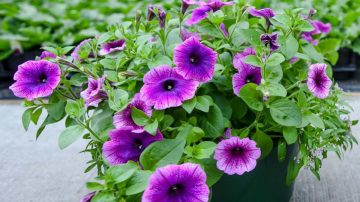 Forskjellen på plantene er som natt og dag