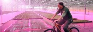 Kundene er glade for kvaliteten på planter dyrket under Philips LED-belysning