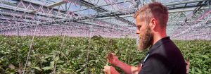Større avling med plantebelysning fra Signify