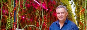 Forbrukerne foretrekker tomater dyrket med LED-lys