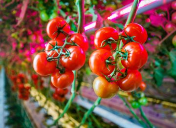 Sunnere planter betyr høyere produksjon og bedre kvalitet
